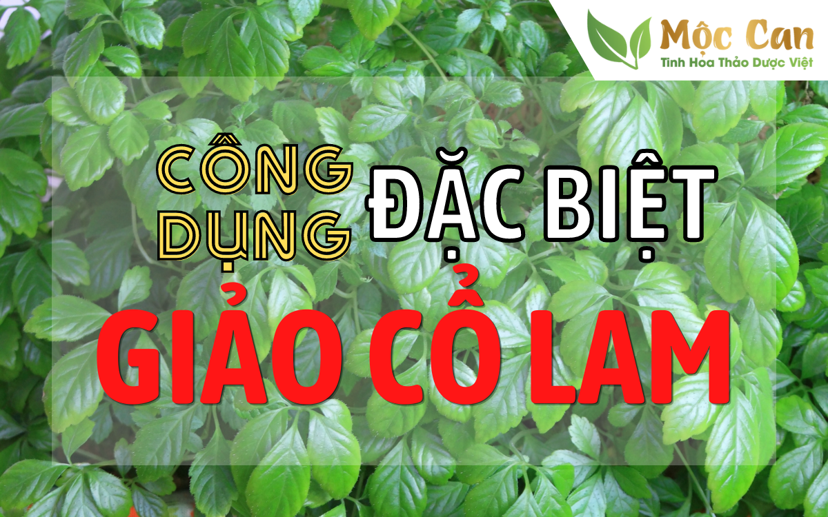 Những công dụng đặc biệt của giảo cổ lam   1